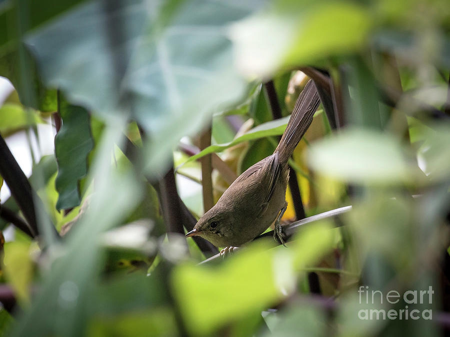 Madagascar Brush Warbler Photograph by Claudio Maioli