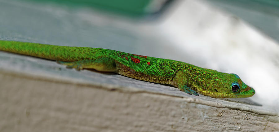 Madagascar Gecko Portrait Photograph by Heidi Fickinger