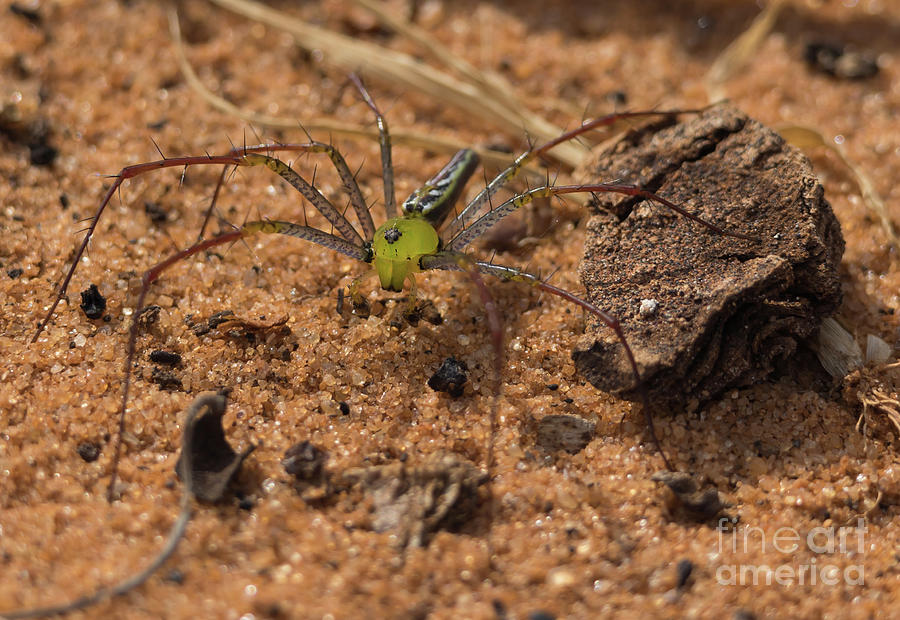 Spider Photograph - Madagascar Green Lynx Spider by Eva Lechner