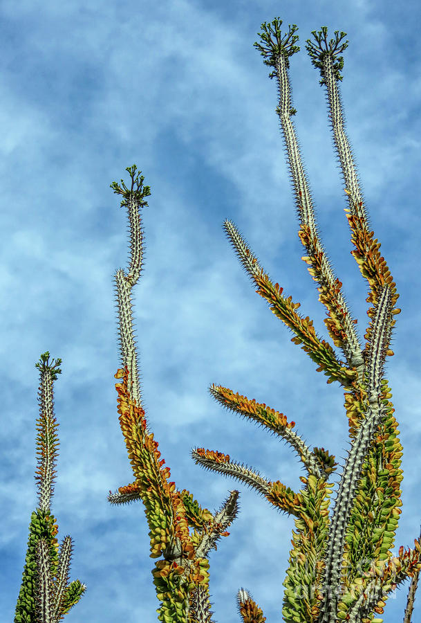 Madagascar Palm Photograph by Elisabeth Lucas - Fine Art America