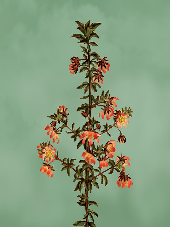 Madder Leaved Bauera Flower on Misty Green With Dry Brush Effect Mixed Media by Movie Poster Prints