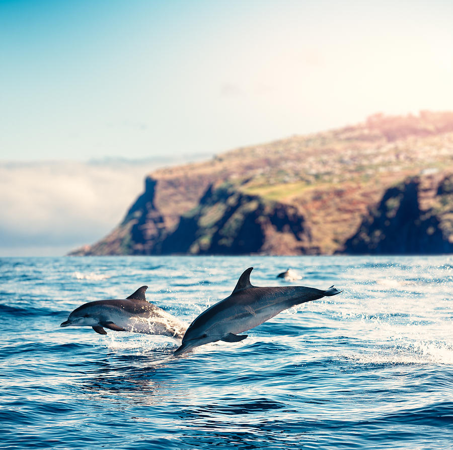 Madeira Island Dolphins Photograph by Borchee