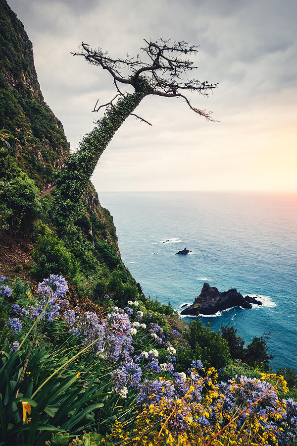 Madeira Island Landscape Photograph by Borchee