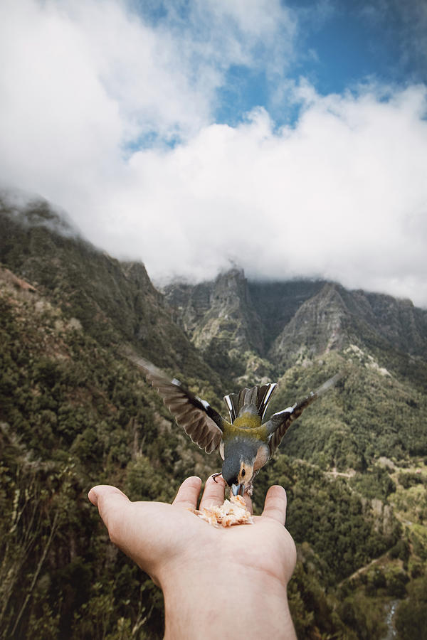 Madeiran chaffinch has flown to the mans hand for food crumbs on Madeira Photograph by Vaclav Sonnek