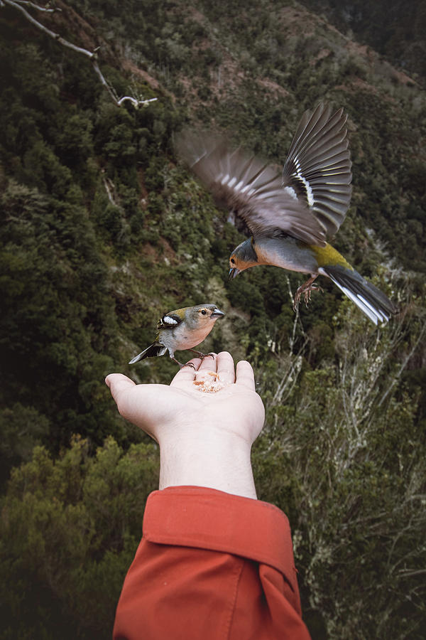 Madeiran chaffinch has flown to the mans hand Photograph by Vaclav Sonnek