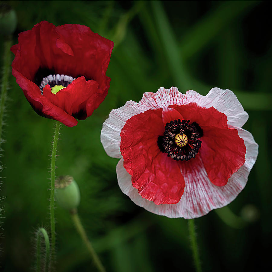 Mademoiselle - Red and White Poppy Flower Photograph by Lily Malor