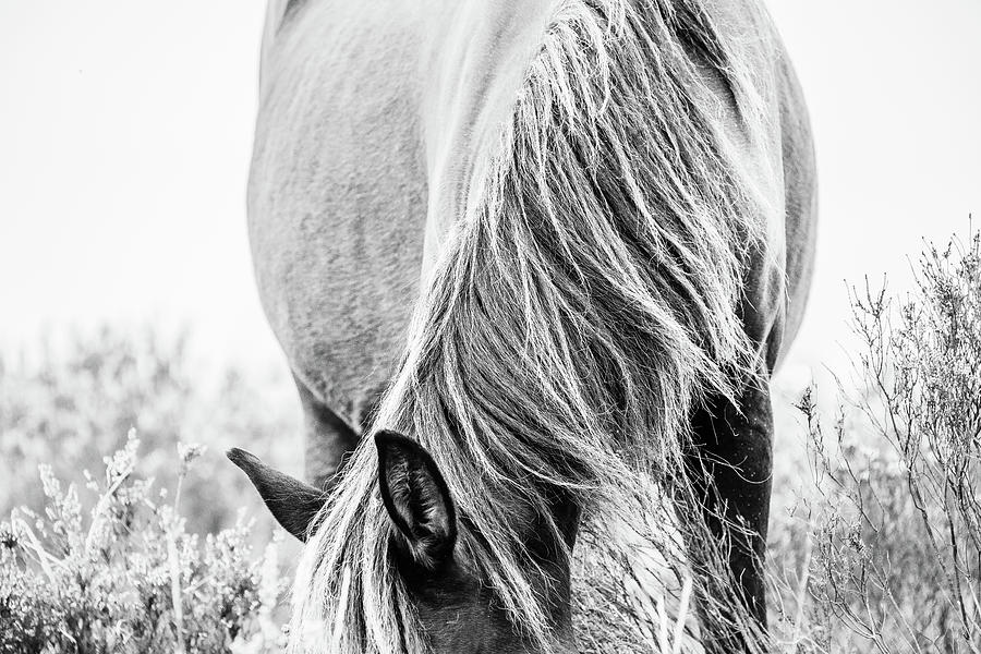 Madison II - Horse Art Photograph by Lisa Saint