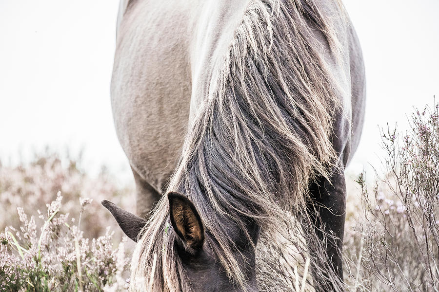 Madison - Horse Art Photograph by Lisa Saint