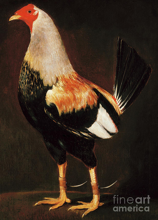 Madman, a Birchen Cock Painting by Henry Thomas Alken