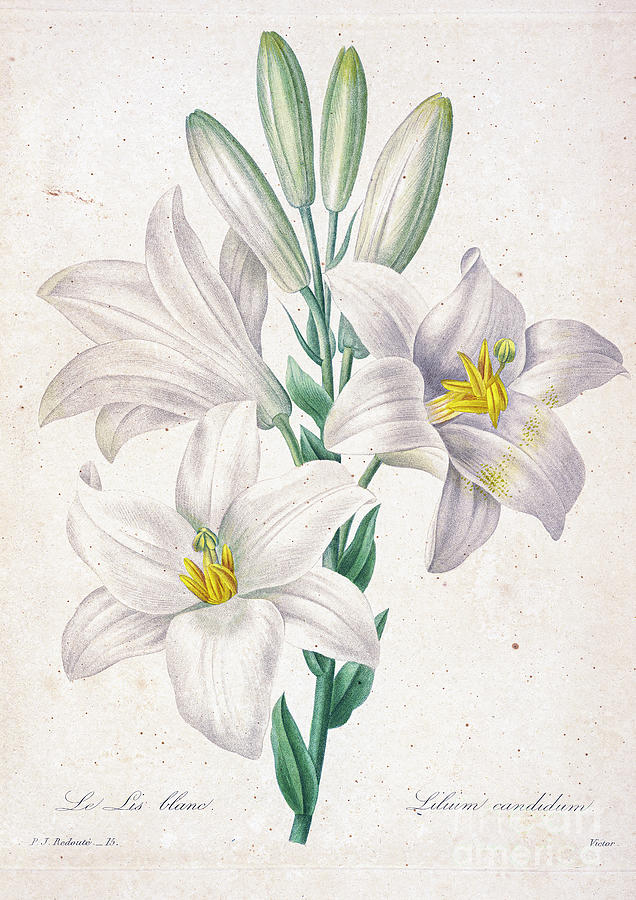 Madonna Lily Illustration 1827 R1 Drawing