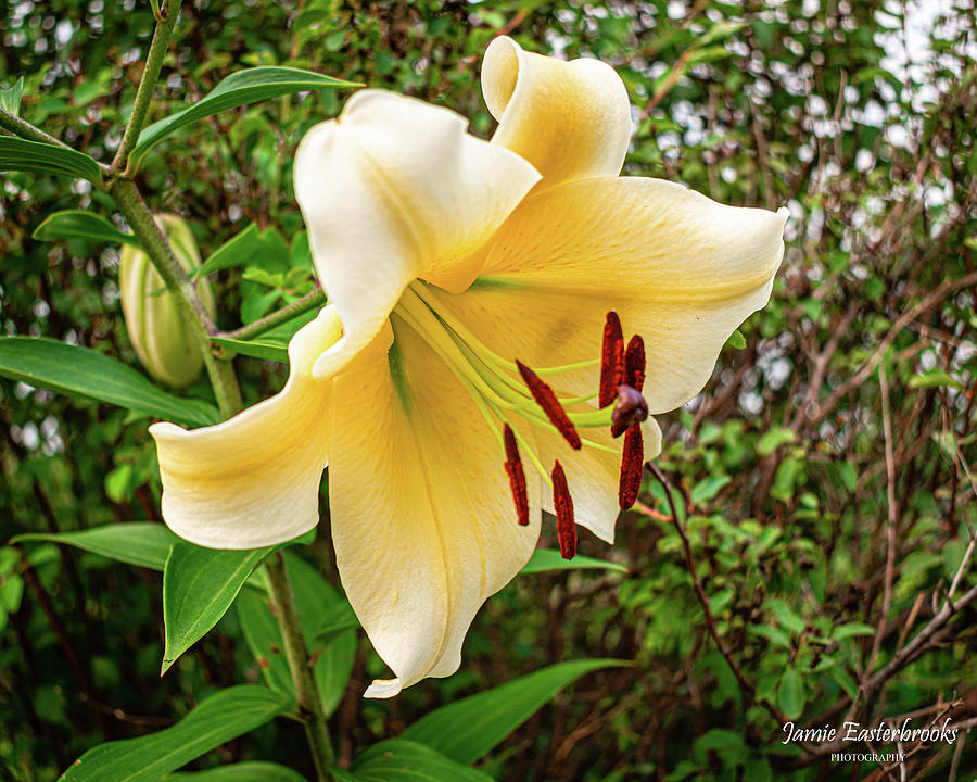 Madonna Lily Photograph by Jamie Easterbrooks Fine Art America