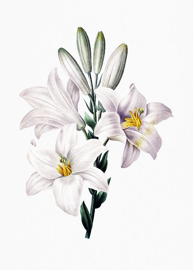 Madonna Lily Drawing