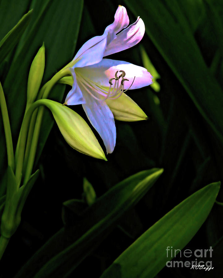 Madonna Lily Photograph by Robert Suggs