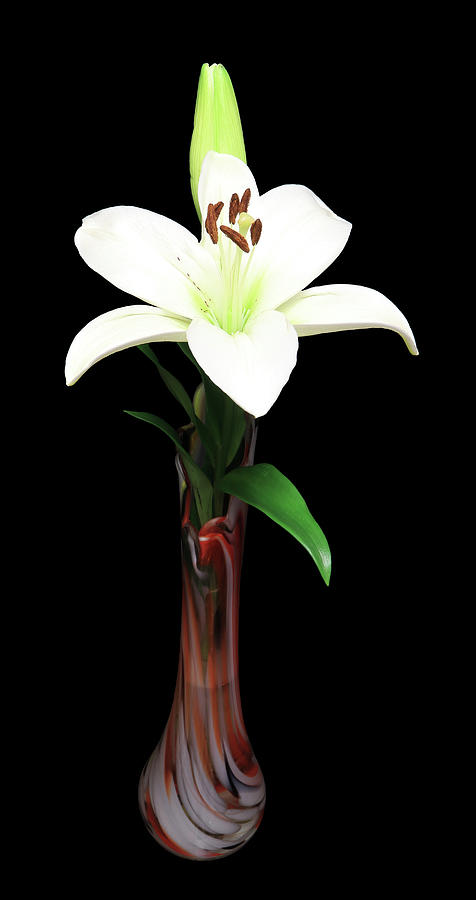 Madonna Lily1 Photograph by Shane Bechler