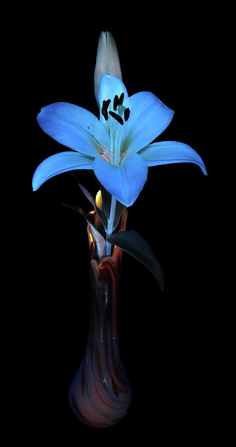 Madonna Lily1 UV Photograph by Shane Bechler