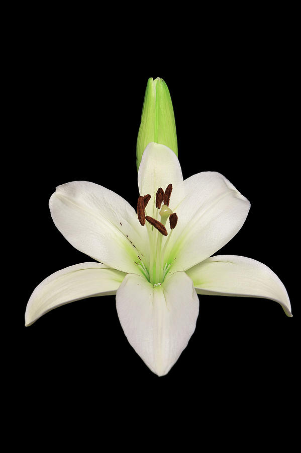 Madonna Lily2 Photograph by Shane Bechler