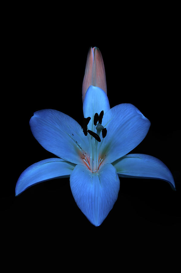 Madonna Lily2 UV Photograph by Shane Bechler