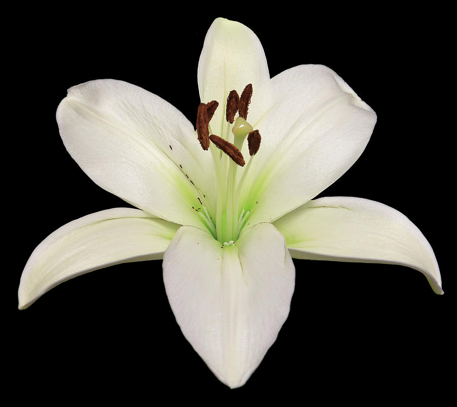 Madonna Lily3 Photograph by Shane Bechler