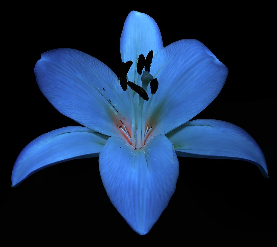 Madonna Lily3 UV Photograph by Shane Bechler