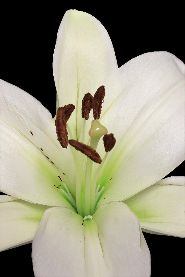 Madonna Lily4 Photograph by Shane Bechler