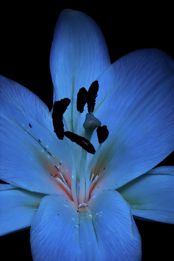 Madonna Lily4 UV Photograph by Shane Bechler