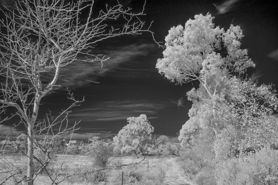 Nature Photograph - Madrona Marsh in Black and White Infrared by David Thompson