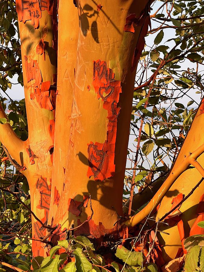 Madrone Tree Photograph - Madrone Morning  by Nancy Merkle