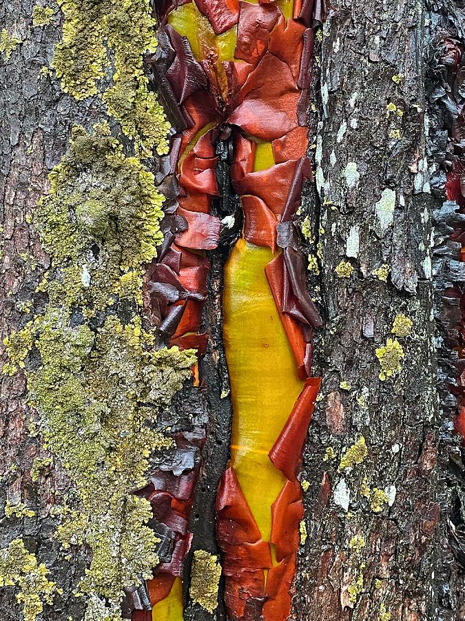 Madrone Tree Bark Abstract  Photograph by Jerry Abbott