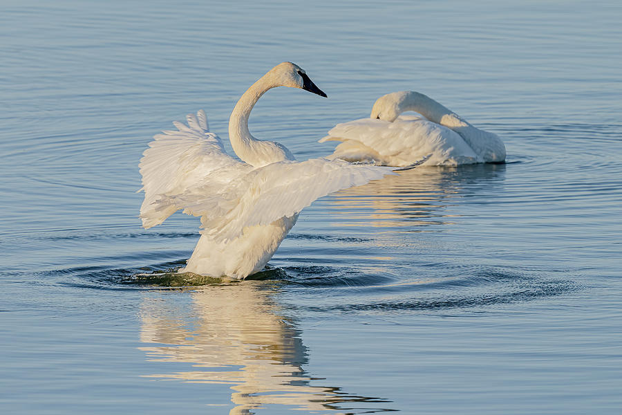 Maestro Trumpeter Photograph By Morris Finkelstein - Fine Art America