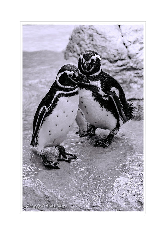 Magellanic Penguin Photograph
