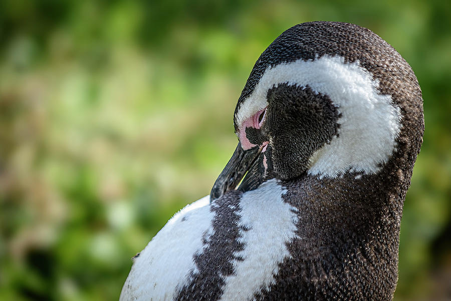Penguin Photograph - Magellanic Penguin by Marla Brown