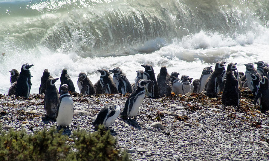 Magellanic Penguins 2 Photograph by Rudi Prott