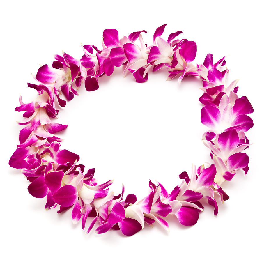 Magenta and white lei flower garland isolated on white Photograph by Mashuk