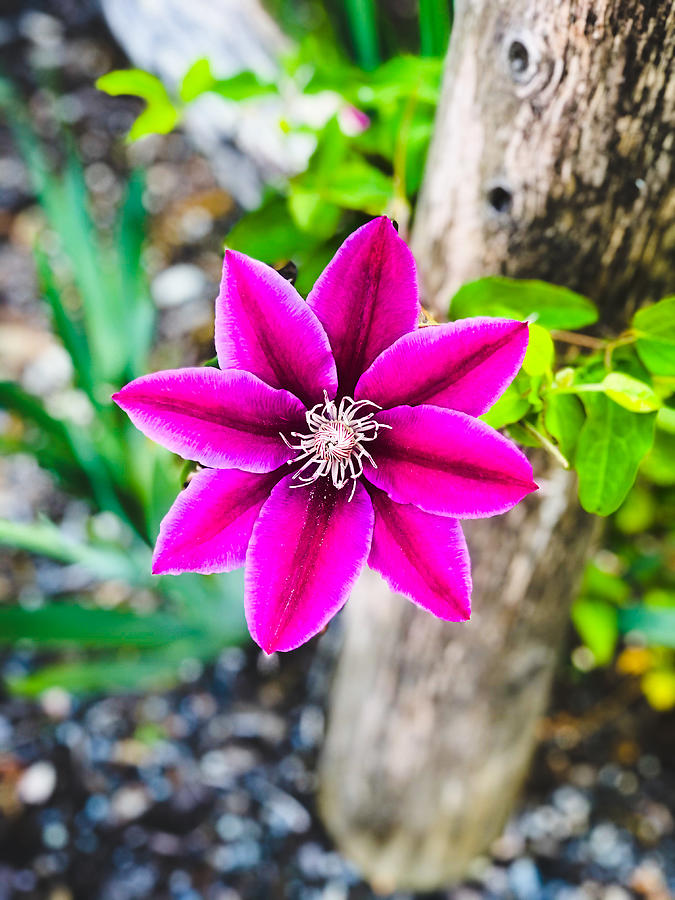 Magenta Bloom Photograph by JesusFit Art Magenta Bloom Photograph by JesusFit Art