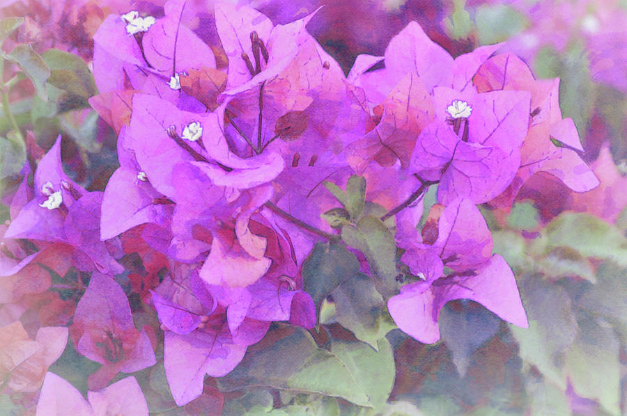 Magenta Bougainvillea Flowers Illustrated Digital Art by Gaby Ethington