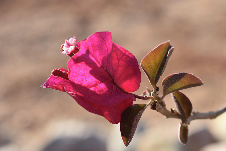 Magenta Bougainvillea of Morocco Photograph by Jennifer Torkelson - Pixels