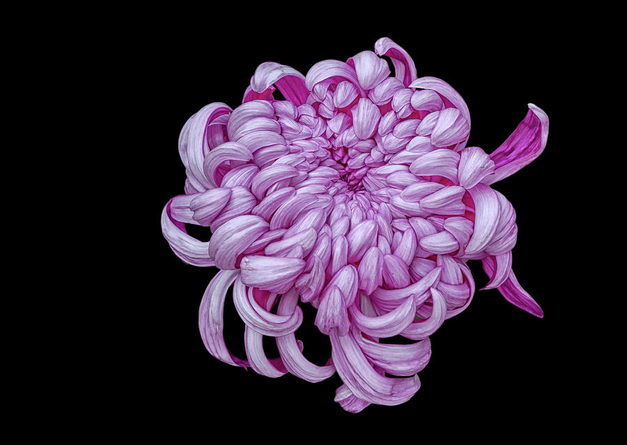 Magenta Chrysanthemum Photograph by Cate Franklyn