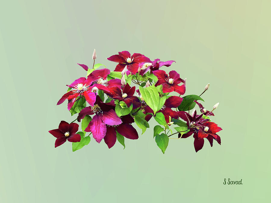 Magenta Clematis With Vine Photograph by Susan Savad