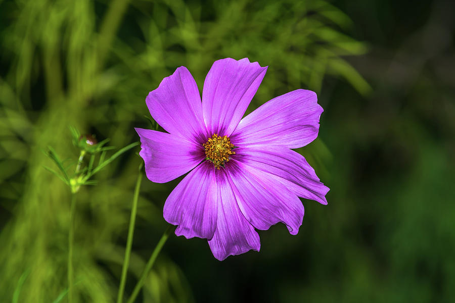 Magenta Cosmos Flower Photograph by Marv Vandehey Pixels