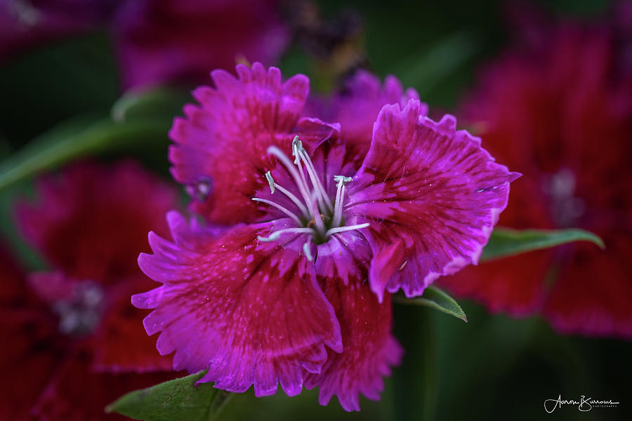 Magenta Dianthus Photograph by Aaron Burrows