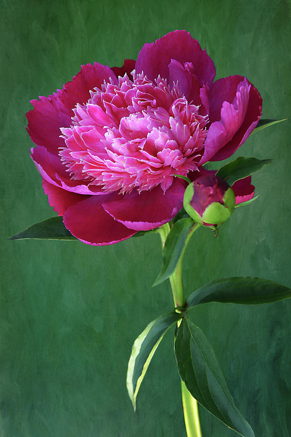 Nature Photograph - Magenta Double Peony by Isabela and Skender Cocoli