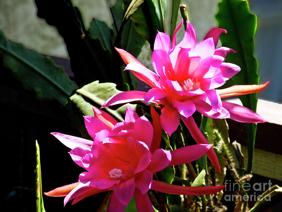Magenta Epiphyllum Cactus Flower Photograph