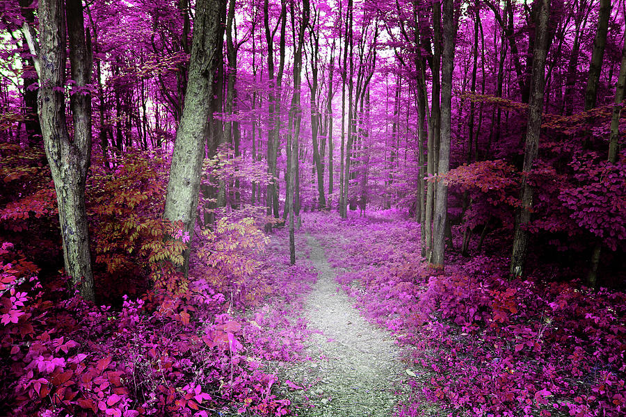 Magenta Fantasy Forrest Digital Art by Nyren Buado | Fine Art America