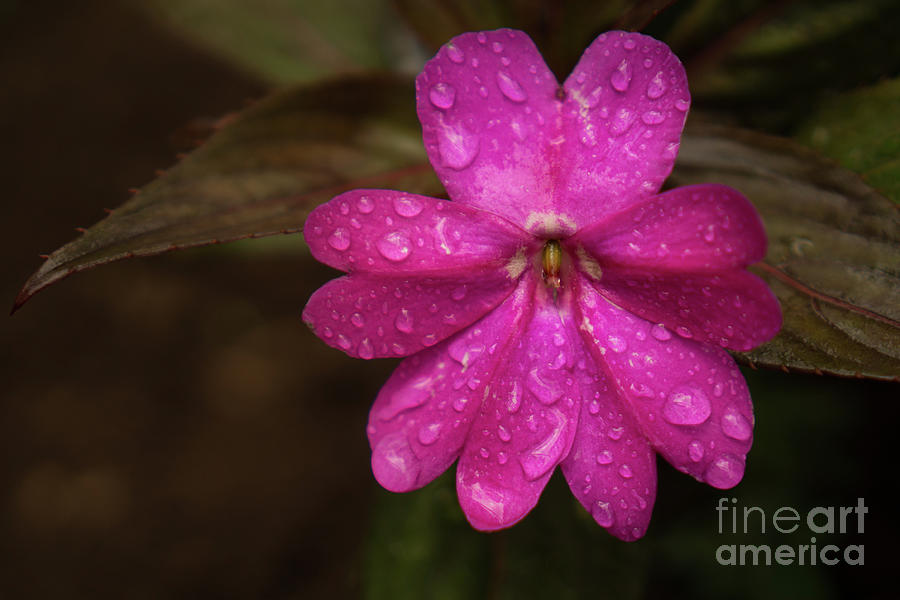 Flowers Still Life Photograph - Magenta Flower on a Rainy Afternoon by Nancy Gleason