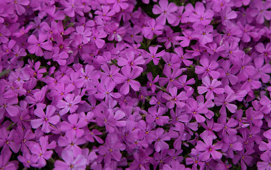 Magenta Heaven Photograph by Rod Shelley | Fine Art America