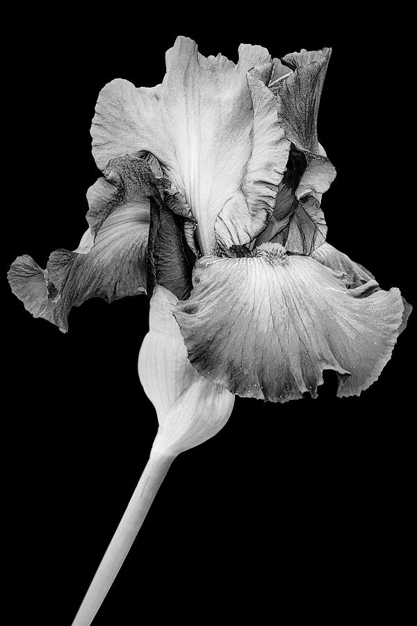Magenta Iris And Bud II BW Photograph by Susan Candelario