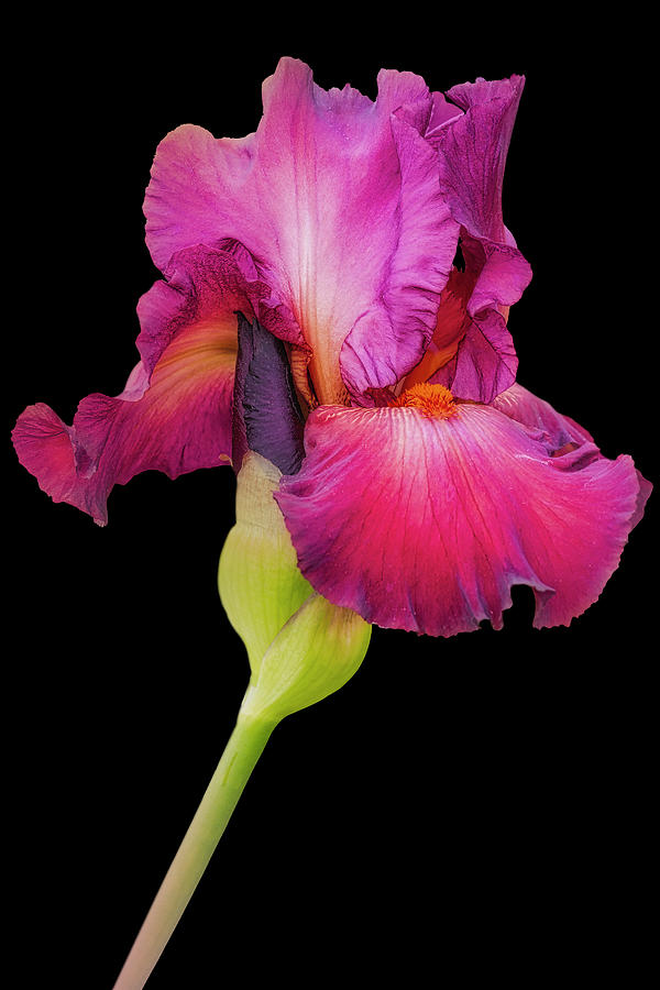 Magenta Iris And Bud II Photograph by Susan Candelario