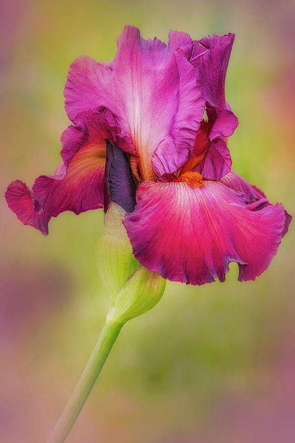 Magenta Iris And Bud Photograph by Susan Candelario