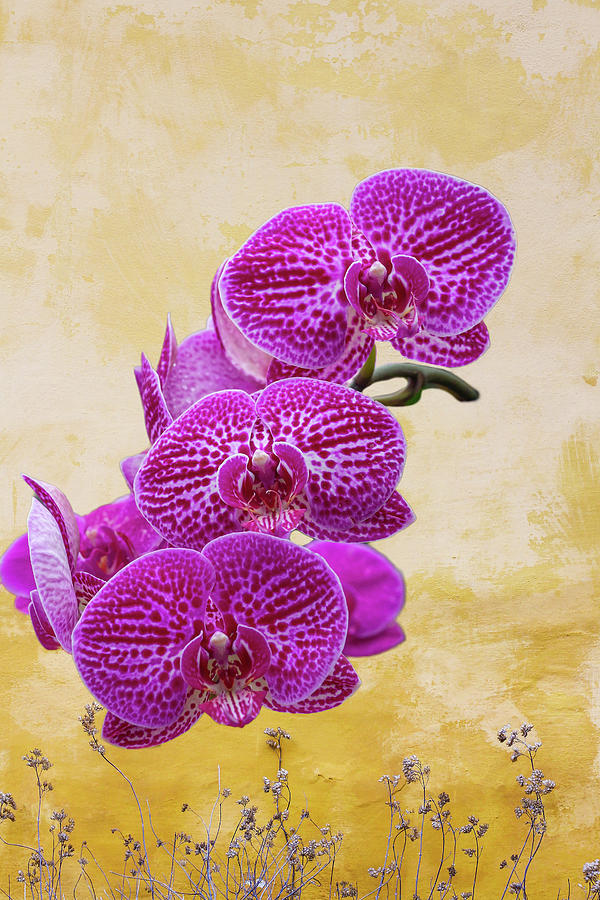 Magenta Moth Orchids Photograph by Cate Franklyn
