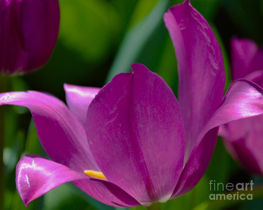 Nature Photograph - Magenta on My Mind by Vickie Crum